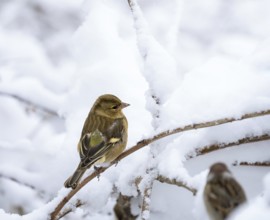 Closeup of a female chaffinch sitting on a snow covered tree