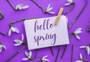 Greeting card text HELLO SPRING lettering with snowdrop flowers. Early spring flowers. Springtime.
