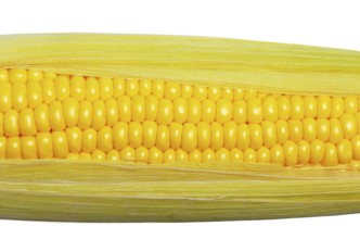Ripe fresh organic sweet corncob with leaf closeup background