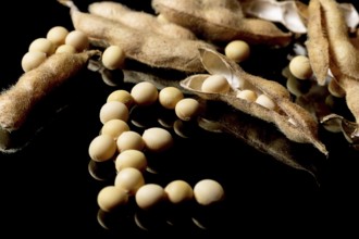 Soybeans forming Pound sterling symbol. Soybean market. Agriculture Soybean pods