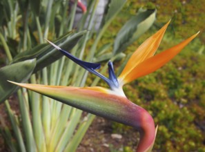 Close up of an orange and blue bird of paradise flower Strelitzia reginae growing in a park in