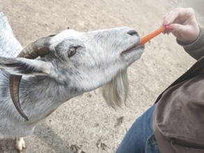 Woman vet feeding goat. farm and farming concept