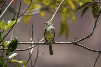 Swallow flycatcher perched on a tiny branch against defocused background, Biribiri State Park,
