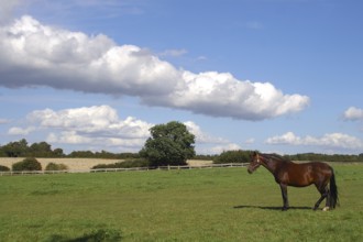 Brown on a pasture