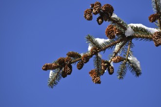 Spruce in winter