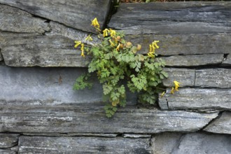 Rock Corydalis