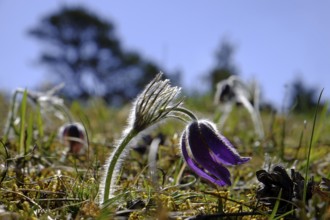 Pasque flower, cow-orchid, Pulsatilla vulgaris