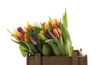 Colorful bouquet tulips for sale in wooden crate isolated over white background