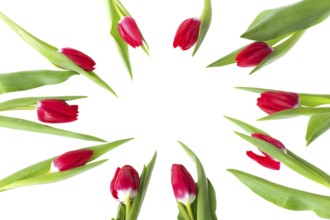 Circle red tulips isolated on white background