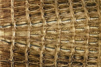 Crocodile leather background