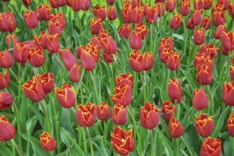 Flowerbed of tulips in the garden. Springtime in Netherlands Lisse, Netherlands
