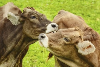 Dairy Cattle in the Traditional Pasture. Bolsternang, Germany Bolsternang, Germany, Europe