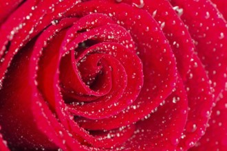 Red rose with water drops in close up