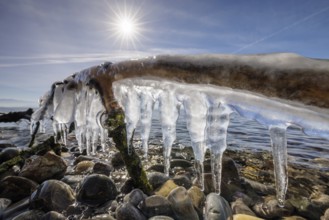 Strong sun shining over icicles hanging from a branch over stones, harbour, Gohren, Lake Constance,