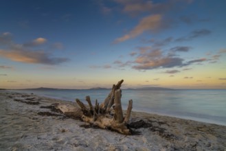 Old driftwood on a sandy beach with turquoise ocean water and a colorful sunset sky