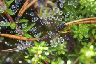 Dew drops on a spider web on a background of green leaves