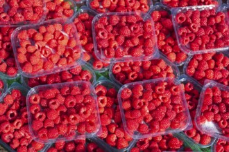 Fresh raspberries in trays on a market stall for sale, Bremen, Germany, Europe