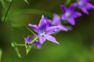 Meadow bellflower (Campanula patula), near Döbriach, Carinthia, Austria, Europe
