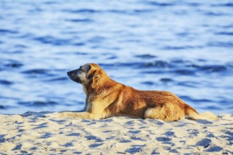Stray Dog on the Shore of the Black Sea Varna, Bulgaria, Europe