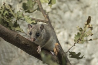 Dormouse sitting on a branch looking from the front