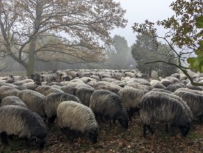 Heidschnucken in the Lüneburg Heath, in the November fog, near Niederhaverbeck