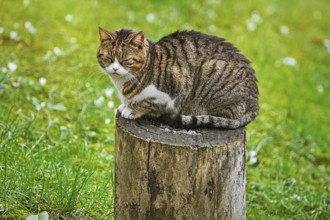 Alley Cat Resting on a Tree Stump Varna, Bulgaria, Europe