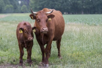 Red cattle cow with calf on the pasture