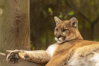 Young cougar (Puma concolor), known as Mountain lion in the ZOO