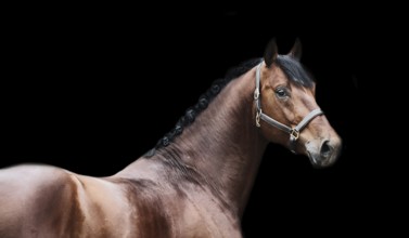 Portrait of bay sportive horse at black background