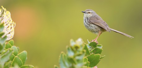Spotted Prinia, (Prinia maculosa), Karoo Prinia, Prinia du Karoo, Prinia del Karoo, Harold Porter