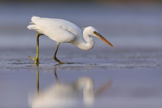 Western Reef Heron, Western Reef-Heron, Western Reef-Egret, (Egretta gularis), Garceta Dimorfa,