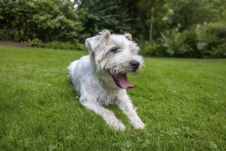 Jack Russell Terrier Dog resting in Green Garden