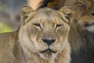 An African lion lays in the grass on a hot day in a zoo in Australia