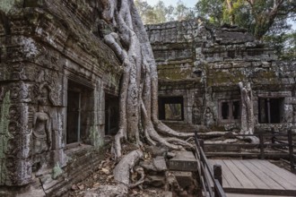Roots of giant tree covering the ruin of Ta Prohm temple in Angkor Wat, Siem Reap, Cambodia, Asia