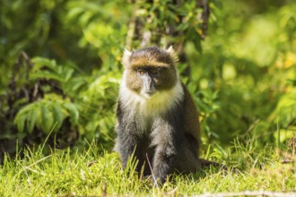 Monkey Sykes Cercopithecus frontalis sitting on the grass in Aberdare National Park Kenya Africa