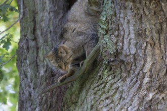 Climbing forest cat in an old oak tree
