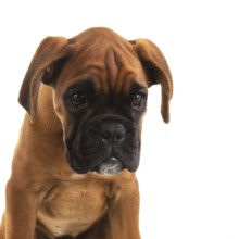 Portrait young boxer puppy on white background