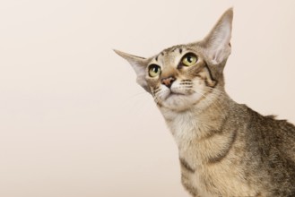 Oriental Shorthair cat on cream color background