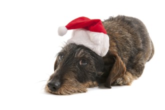 Wire haired dachshund with red hat of Santa Claus isolated over white background