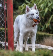 The 2-year-old white shepherd dog loves to play with her throw ball
