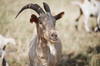 White Goat, (caprae) Istria, Croatia, Europe