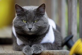 Cat on a veranda in Spain 2024