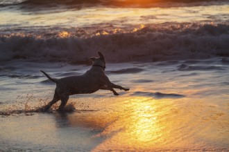 A Happy Dog Running in the Surf at the Beach at Sunset. Humboldt County, California