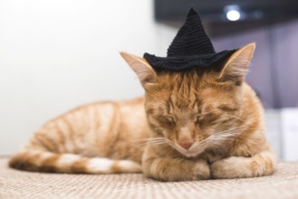 Orange cat with black cap