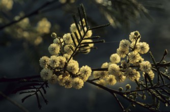 Mimosa species (Mimosaceae)