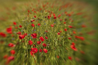 Enchanted (Papaver rhoeas)