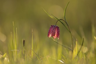 Chess flower (Fritillaria meleagris)
