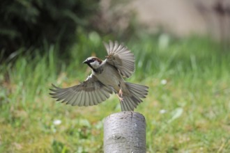 House Sparrow in departure. House sparrow in departure