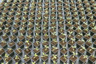 Rows of Potted Seedlings in Greenhouse