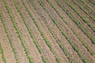Soybean plantation. Aerial view of cultivated agricultural soybean field. Top view Spring time